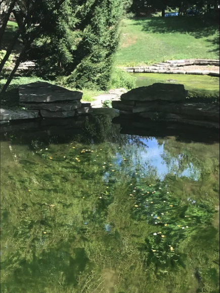 String Algae